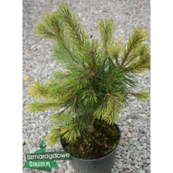 Sosna górska - CHAMELEON - Pinus mugo 