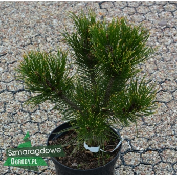 Sosna bośniacka - AUREOSPICATA - Pinus leucodermis 