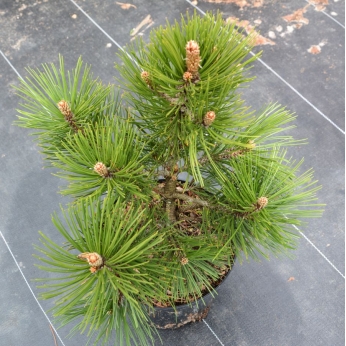 Sosna bośniacka - COMPACT GEM - Pinus leucodermis