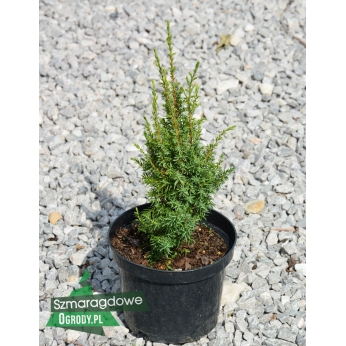 Jałowiec pospolity - SENTINEL - Juniperus communis
