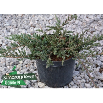 Jałowiec pospolity - ZEAL - Juniperus communis 