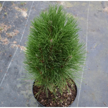 Sosna czarna - PYRAMIDALIS - Pinus nigra