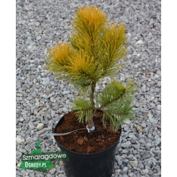 Sosna pospolita - WINTERGOLD - Pinus sylvestris 