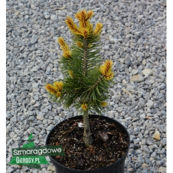 Sosna wydmowa - TAYLOR'S SUNBURST - Pinus contorta