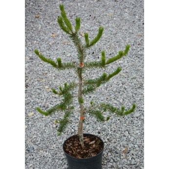 Sosna Banksa - UNCLE FOGGY - Pinus banksiana