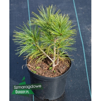 Sosna koreańska - Pinus koraiensis