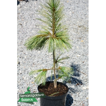 Sosna himalajska - ZEBRINA - Pinus Wallichiana ( P. griffithii)