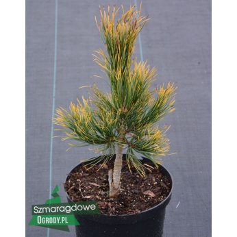 Sosna limba - AUREA - Pinus cembra