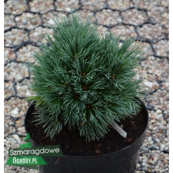 Sosna giętka - NAVAJO - Pinus flexilis