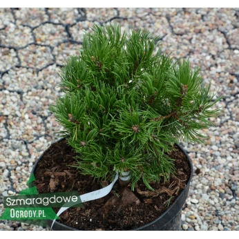 Sosna gęstokwiatowa - EDSAL WOOD - Pinus densiflora x mugo