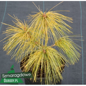 Sosna himalajska - WINTER LIGHT - Pinus Wallichiana ( P. griffithii)