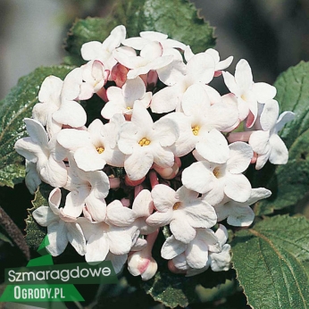 Kalina angielska - Viburnum ×carlcephalum