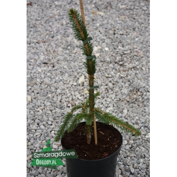 Świerk pospolity - COBRA - Picea abies