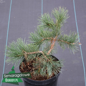Sosna pospolita - ALBYNS - Pinus sylvestris 
