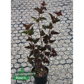 Pęcherznica kalinolistna - RED BARON - Physocarpus opulifolius
