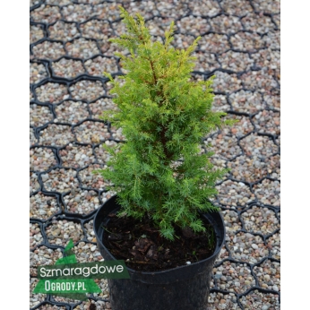 Jałowiec pospolity - SUESICA AUREA - Juniperus communis