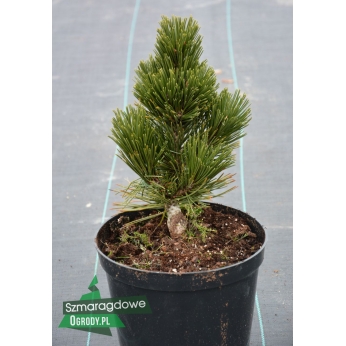 Sosna bośniacka - INDIGO EYES -  Pinus leucodermis