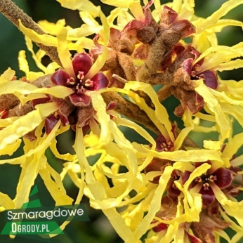 Oczar pośredni - PALLIDA - Hamamelis intermedia